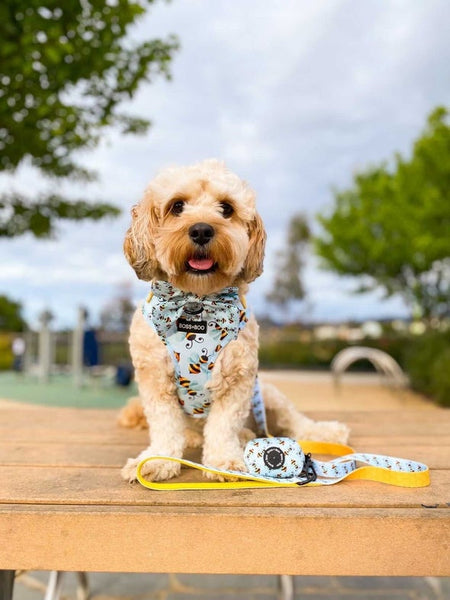 Bumble Bee - Adjustable Dog Harness